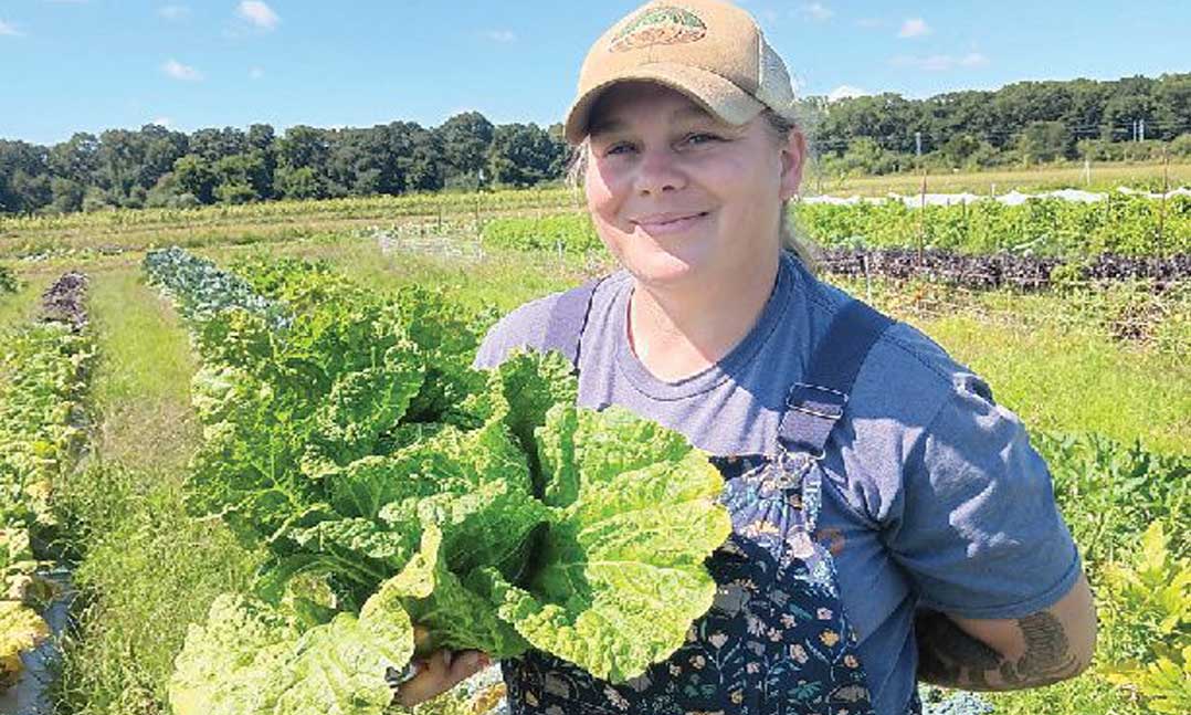 Tricia Lourenco Boucher harvests lettuce in September 2024 at the University of Rhode Island’s Boots-2-Bushels Market Garden